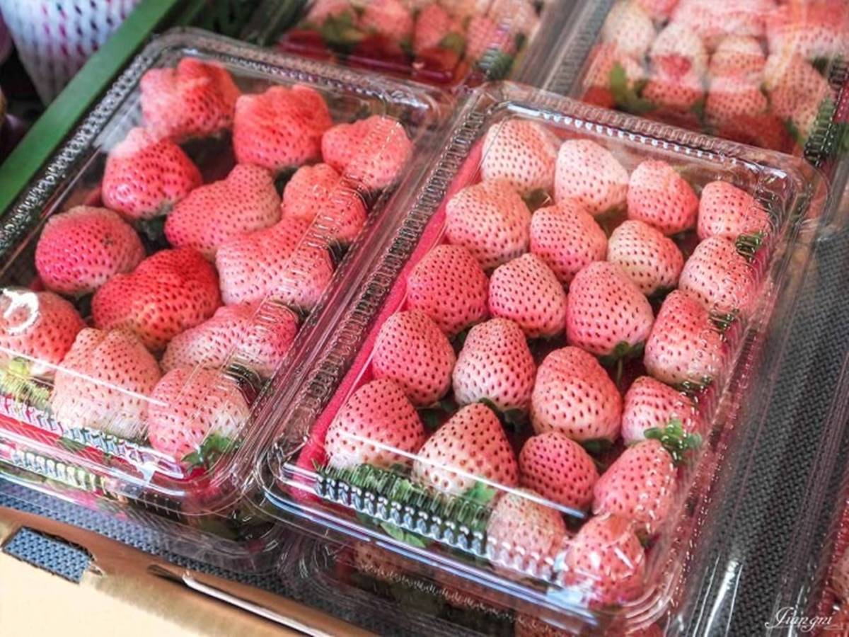 草莓季快衝！全台９家「免門票草莓園」：挑戰最大白草莓園、打卡免費吃冰