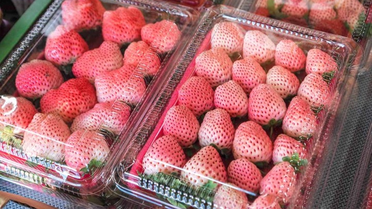 「豐香草莓」帶有淡淡牛奶香、香氣豐厚，是台灣最受歡迎的草莓品種。（圖片來源：蔣妮i拍）