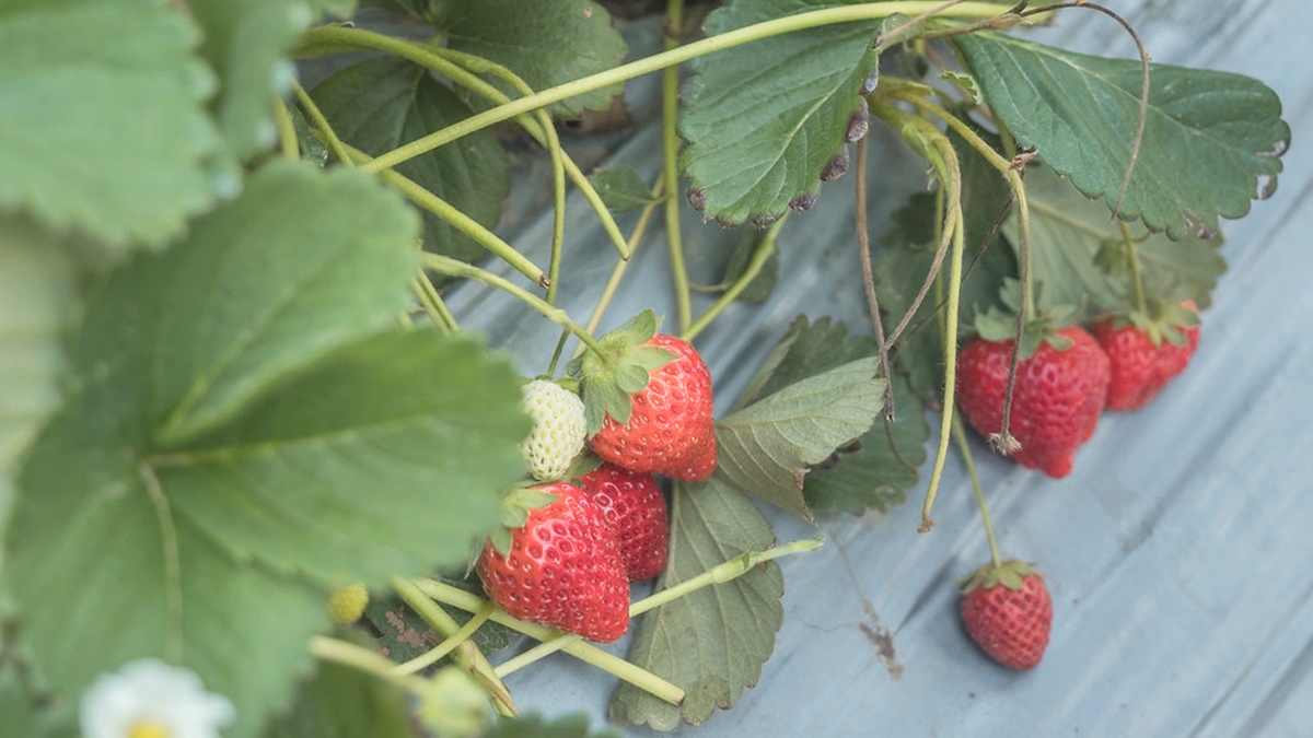 園區特別規畫出高架、地面２種草莓採集區。（圖片來源：優尼太太）