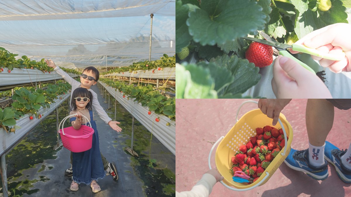 草莓季快衝！全台９家「免門票草莓園」：挑戰最大白草莓園、打卡免費吃冰