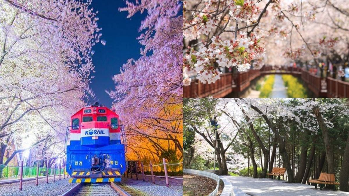 韓國最大櫻花節要來了！４天３夜「釜山賞櫻團」１萬８有找，清明連假快衝