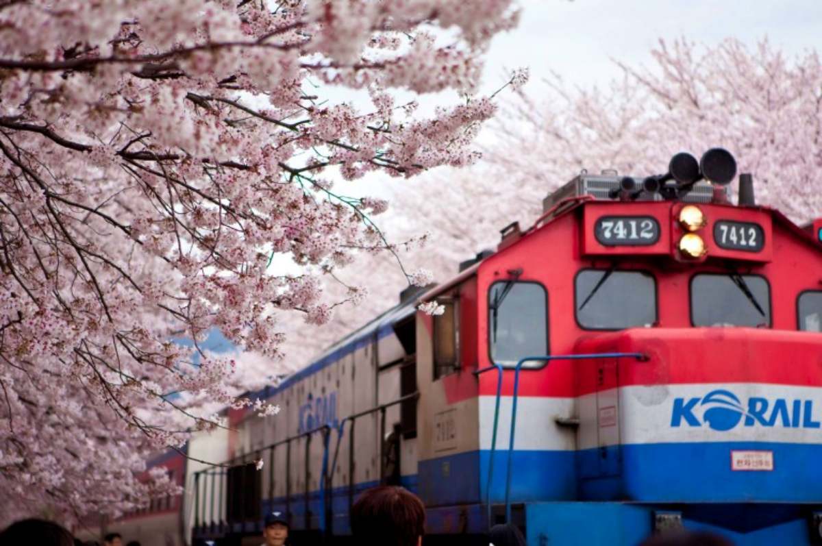 韓國最大櫻花節要來了！４天３夜「釜山賞櫻團」１萬８有找，清明連假快衝