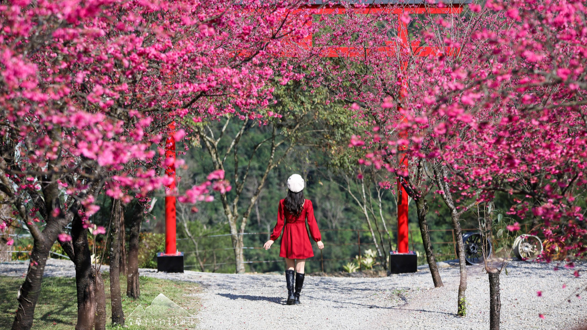 「松櫻秘境」是2024新開放的賞櫻露營區。（圖片來源：宜蘭ㄚ欣的美食日誌）