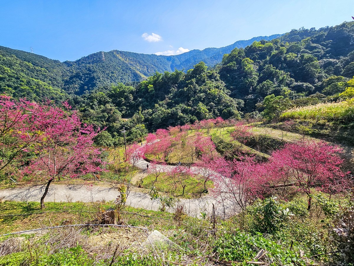 【新開店】月底前免費入園！宜蘭賞櫻祕境露營區，穿浴衣拍鳥居秒飛日本