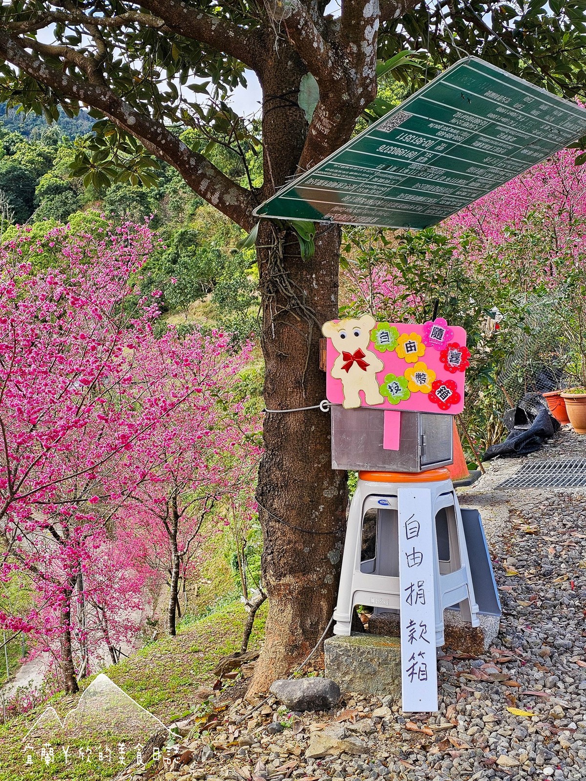 【新開店】月底前免費入園！宜蘭賞櫻祕境露營區，穿浴衣拍鳥居秒飛日本