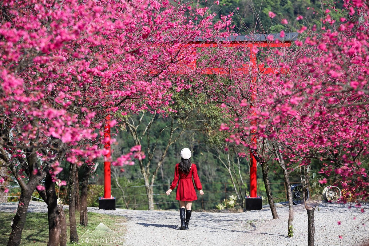 【新開店】月底前免費入園！宜蘭賞櫻祕境露營區，穿浴衣拍鳥居秒飛日本