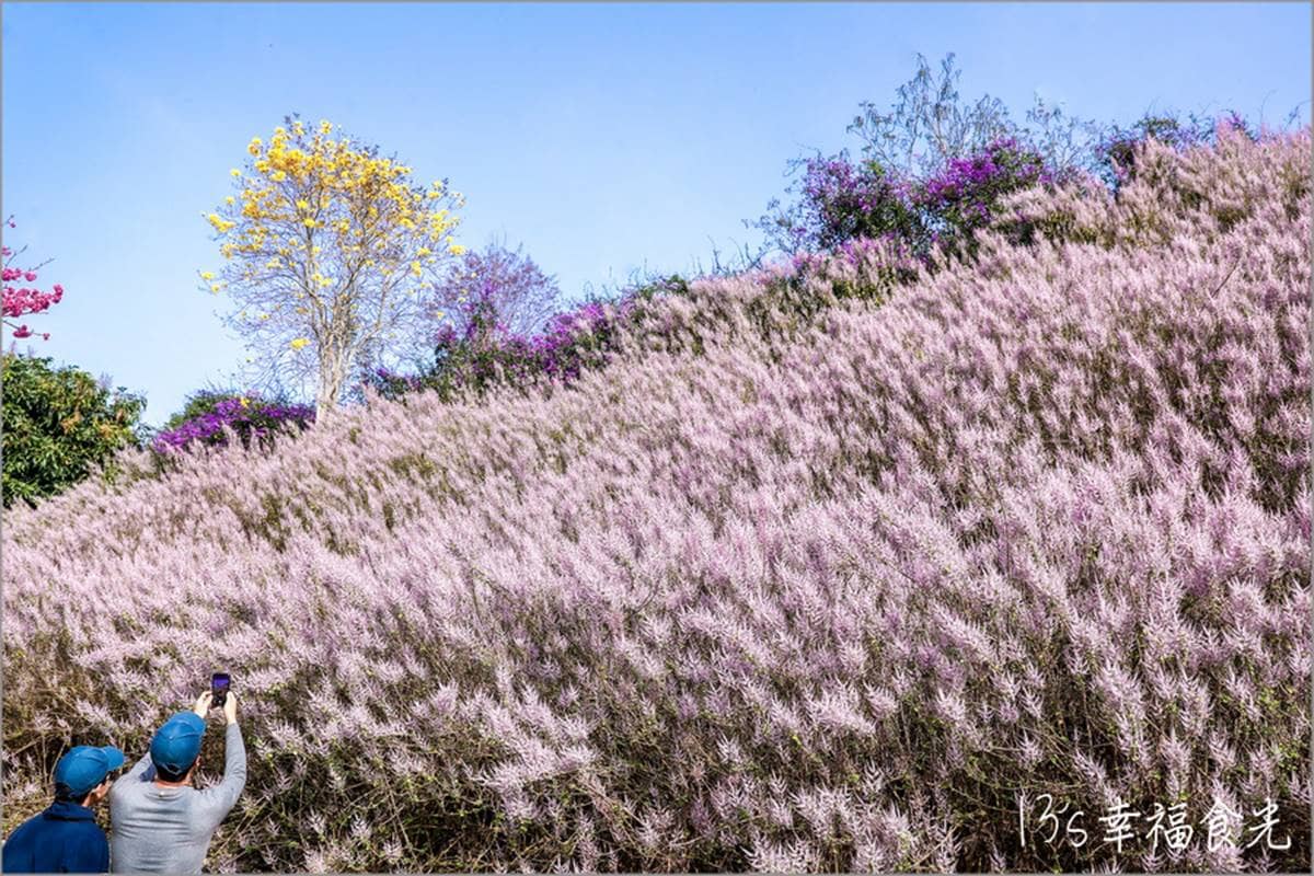全台最大紫藤花園「這天」開放！破萬坪超好拍，加碼開追６處仙氣花海