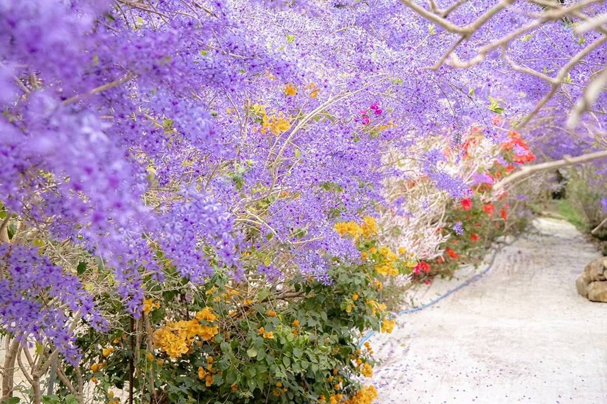 全台最大紫藤花園「這天」開放！破萬坪超好拍，加碼開追６處仙氣花海
