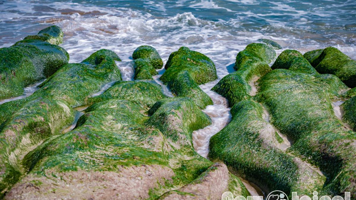 「老梅綠石槽」盛景月份大約落在每年３～５月。（圖片來源：小菲親子玩樂生活）