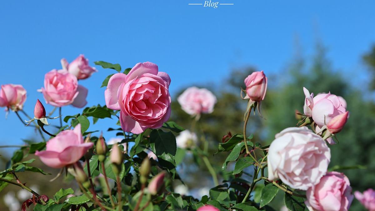 臺北玫瑰園種植超過800種玫瑰。（圖片來源：可大王愛旅行）