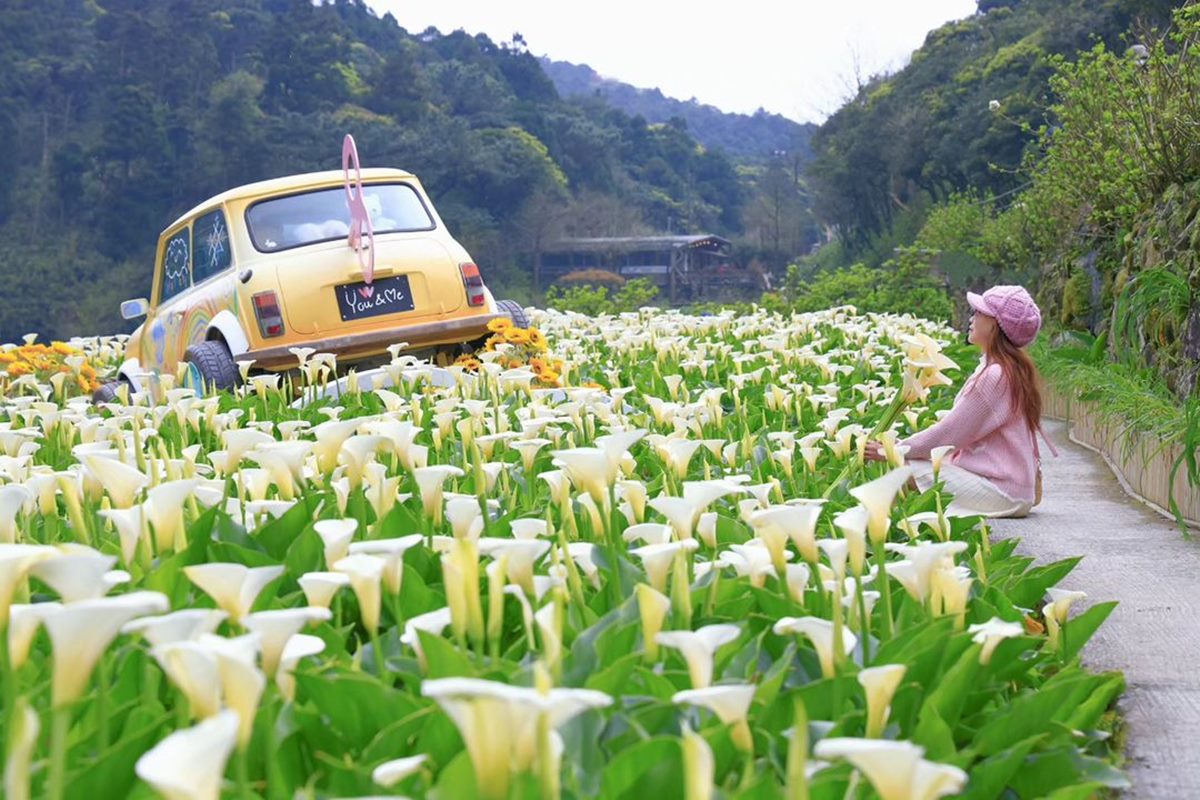 2024竹子湖海芋季「這天」登場！童趣造景免費拍，加碼台北３大限定花海快追