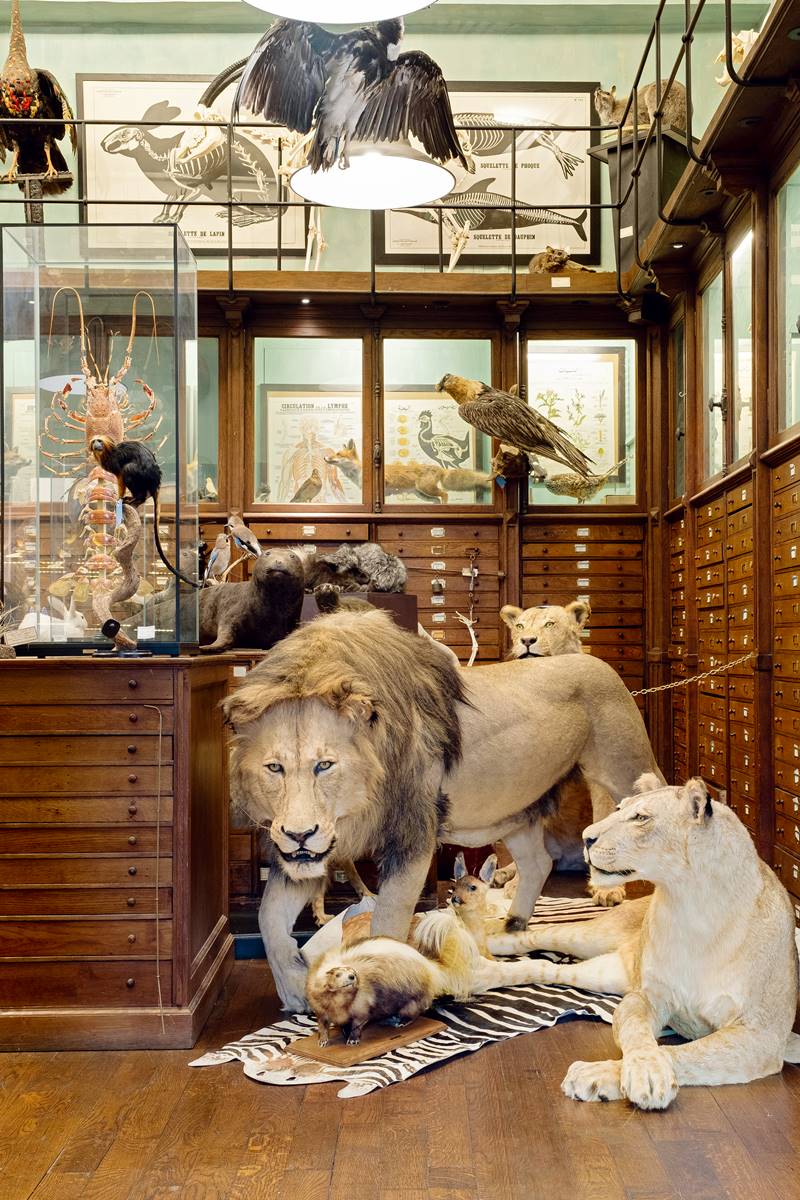 2024奧運在巴黎！這裡看得到「獅子和驢子共處一室」，必逛景點「百年珍奇屋」(中獎公布)