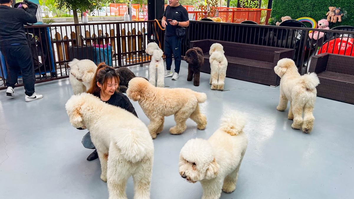 老闆養了10隻巨型貴賓犬，毛茸茸的很好摸。（圖片來源：大手牽小手。玩樂趣）