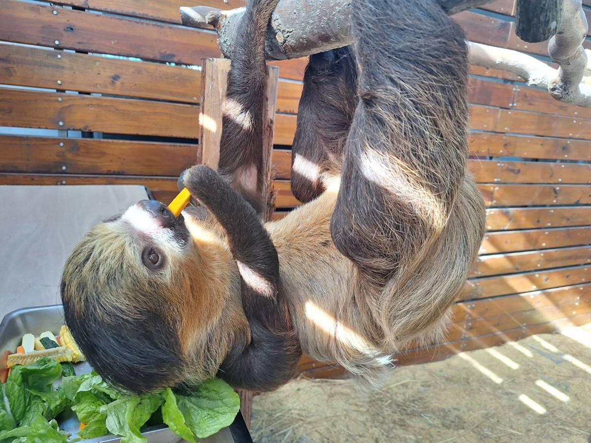 超萌樹懶現身「宜蘭最強農場」！近距離餵食、合照太療癒，還有笑笑羊、水豚