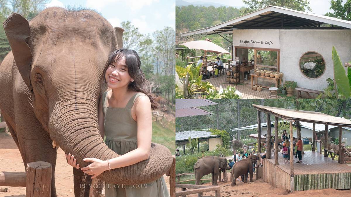 大象給你愛的抱抱！人氣山中祕境「大象咖啡廳」，近距離餵象象互動超療癒