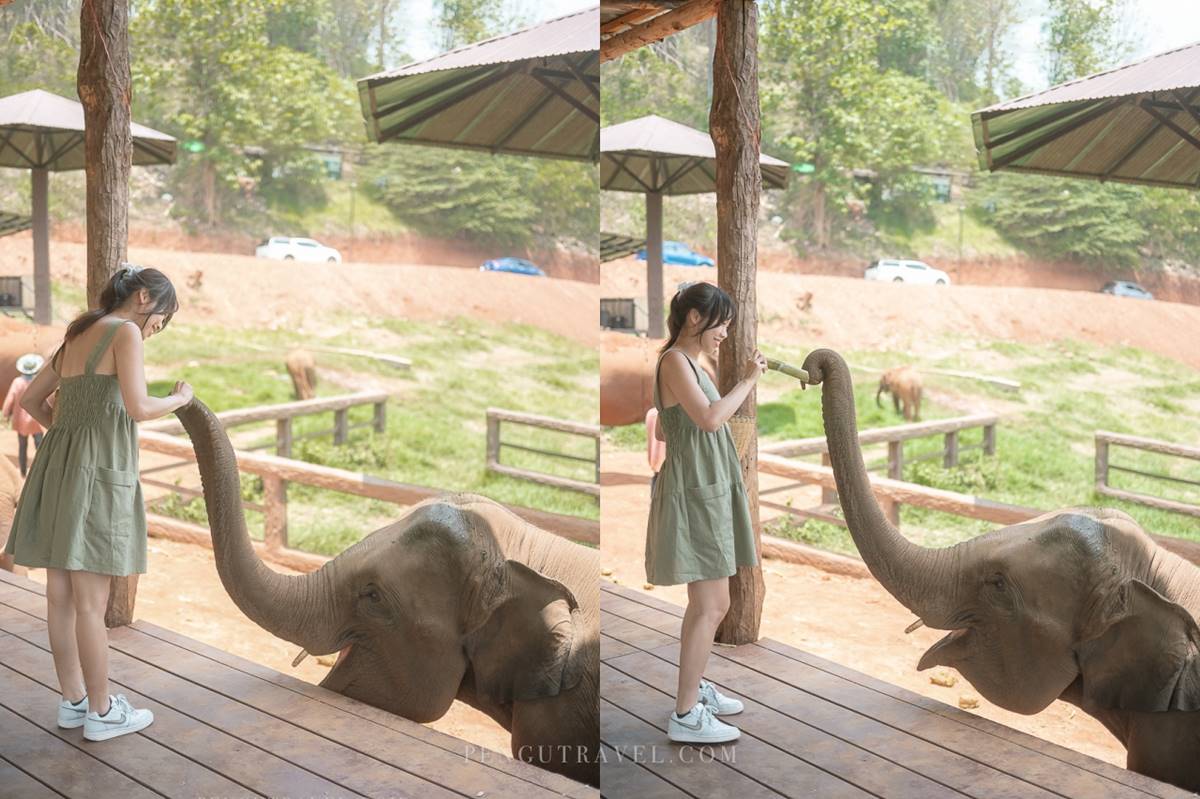 大象給你愛的抱抱！人氣山中祕境「大象咖啡廳」，近距離餵象象互動超療癒
