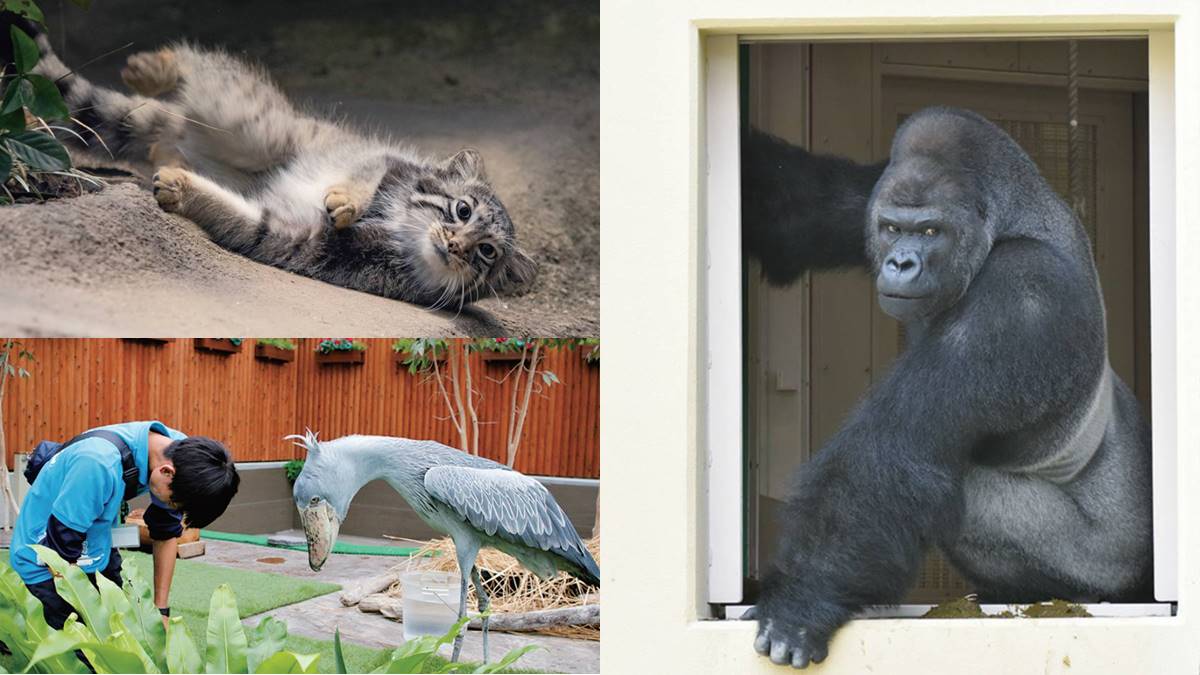 日本動物園偶像巡禮！５大必看人氣明星：拍寫真集大猩猩、會鞠躬呆萌鯨頭鸛
