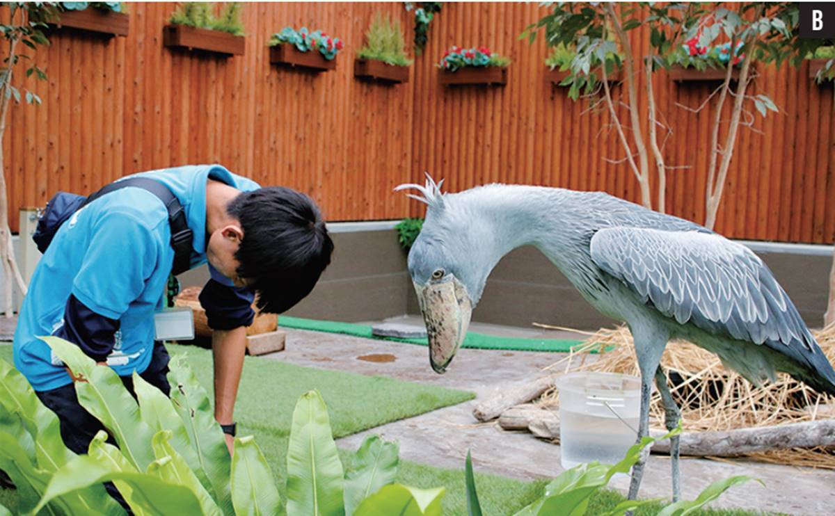 日本動物園偶像巡禮！５大必看人氣明星：拍寫真集大猩猩、會鞠躬呆萌鯨頭鸛