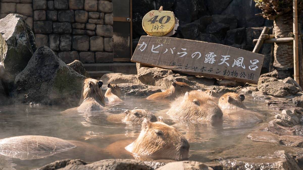 伊豆仙人掌動物公園是水豚風呂始祖。（圖片來源：Pengu Travel）