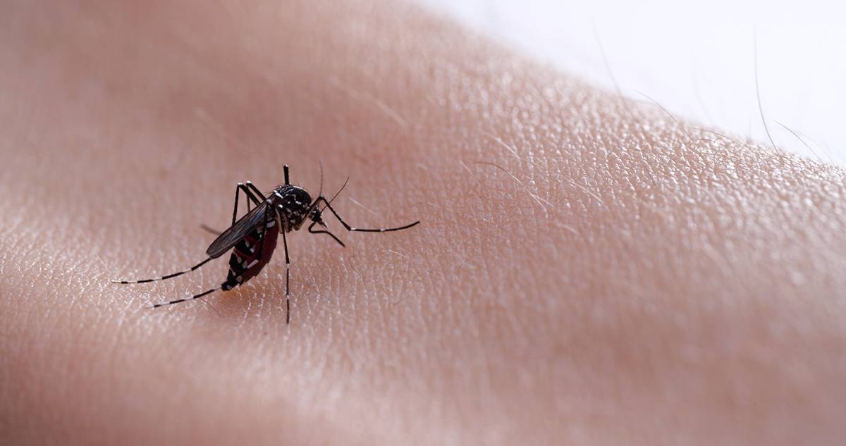 蚊子叮冰塊、指甲誰止癢？自製「這液體」驅蚊最有效，還可讓蚊子絕子絕孫
