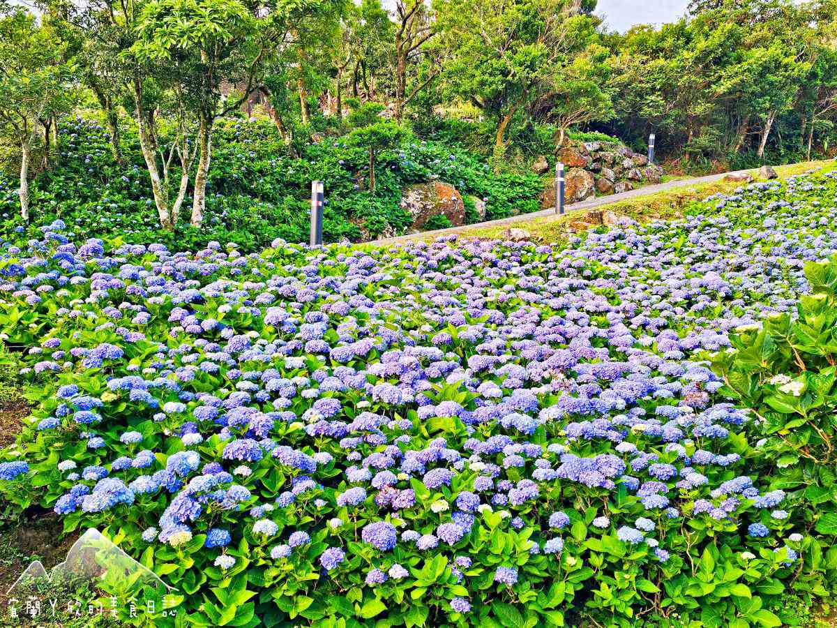 北部最美「繡球花祕境」藏公路！上萬朵藍紫花海免費拍爆，再登高遠眺龜山島