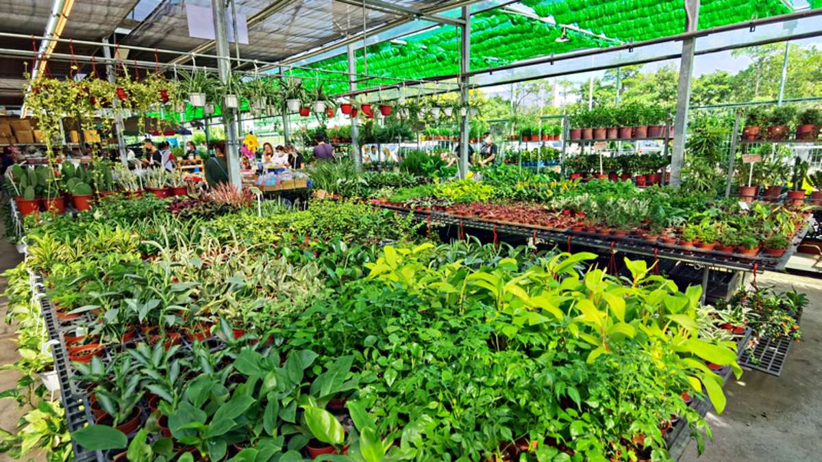 大溪花市是１個販售平價植栽、多肉植物的超人氣花市。（圖片來源：DARREN蘋果樹旅遊玩樂誌）