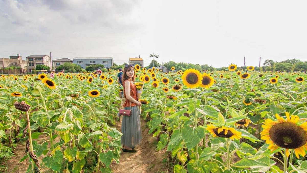 向陽農場擁有北台灣最大的向日葵花海。（圖片來源：13’s幸福食光）