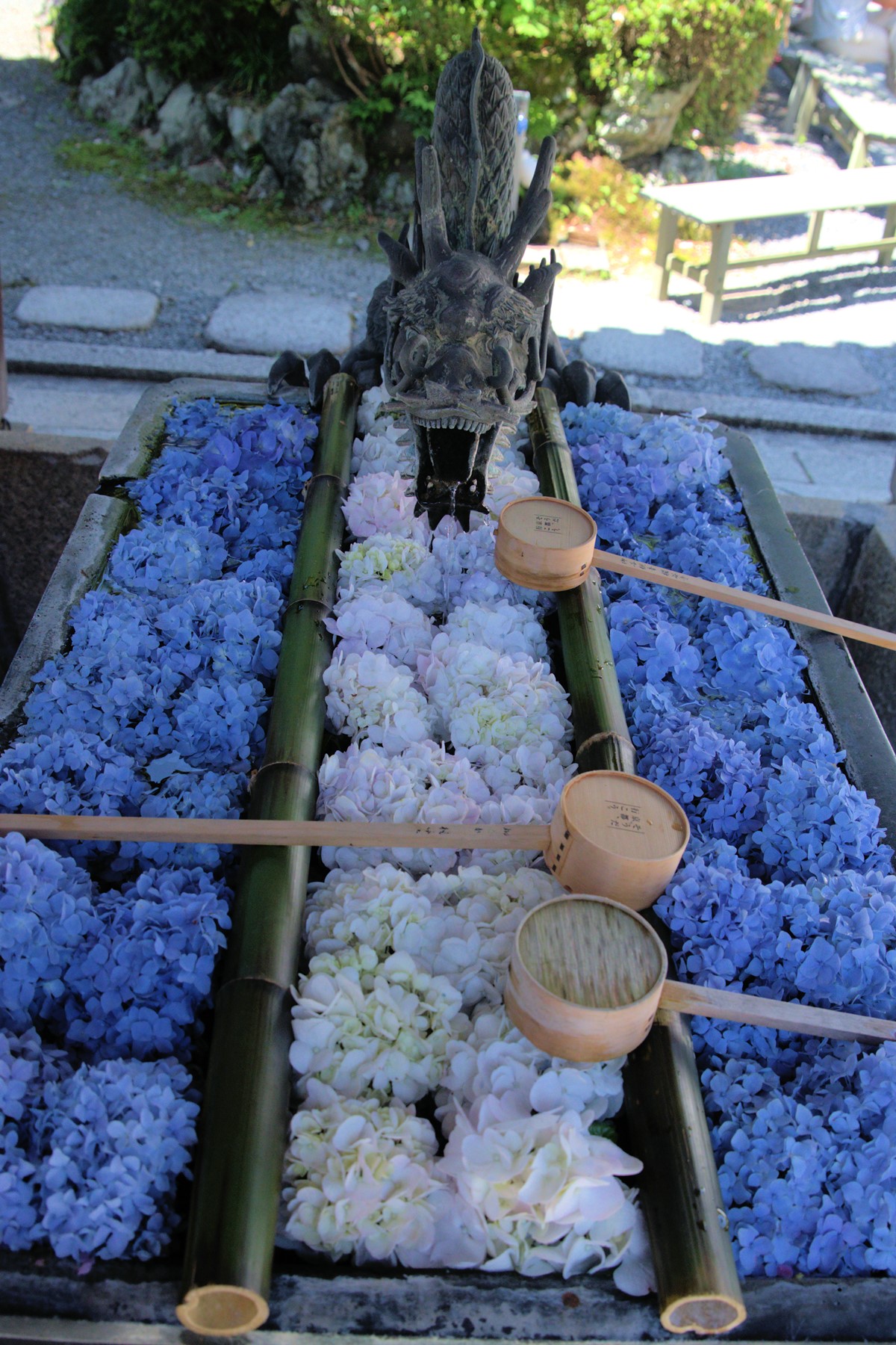 京都「繡球花寺」必朝聖！洗手池飄滿絢爛花球，還有５千株繡球讓你拍到飽