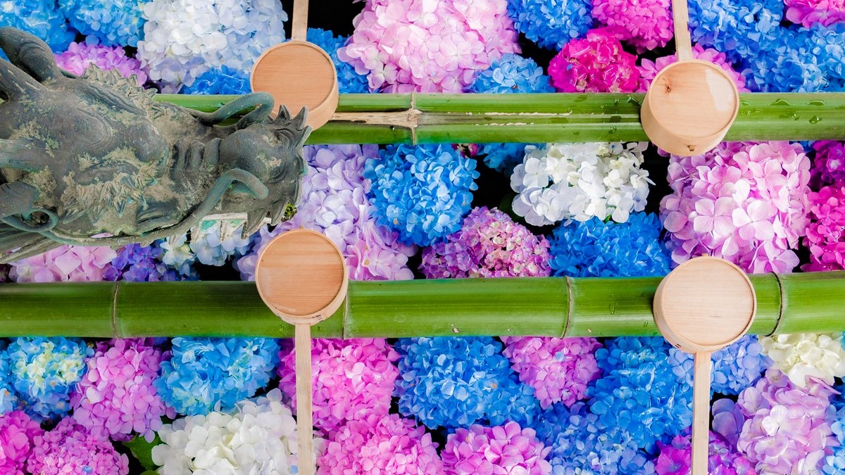 楊谷寺是花手水的發源地，鮮花浮在水面美不勝收。（圖片來源：Shutterstock）
