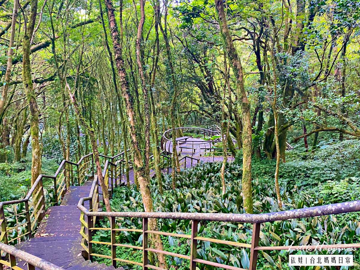 20分鐘輕鬆走完！「魔幻森林步道」藏陽明山，順遊「繡球花祕境」美照拍到飽
