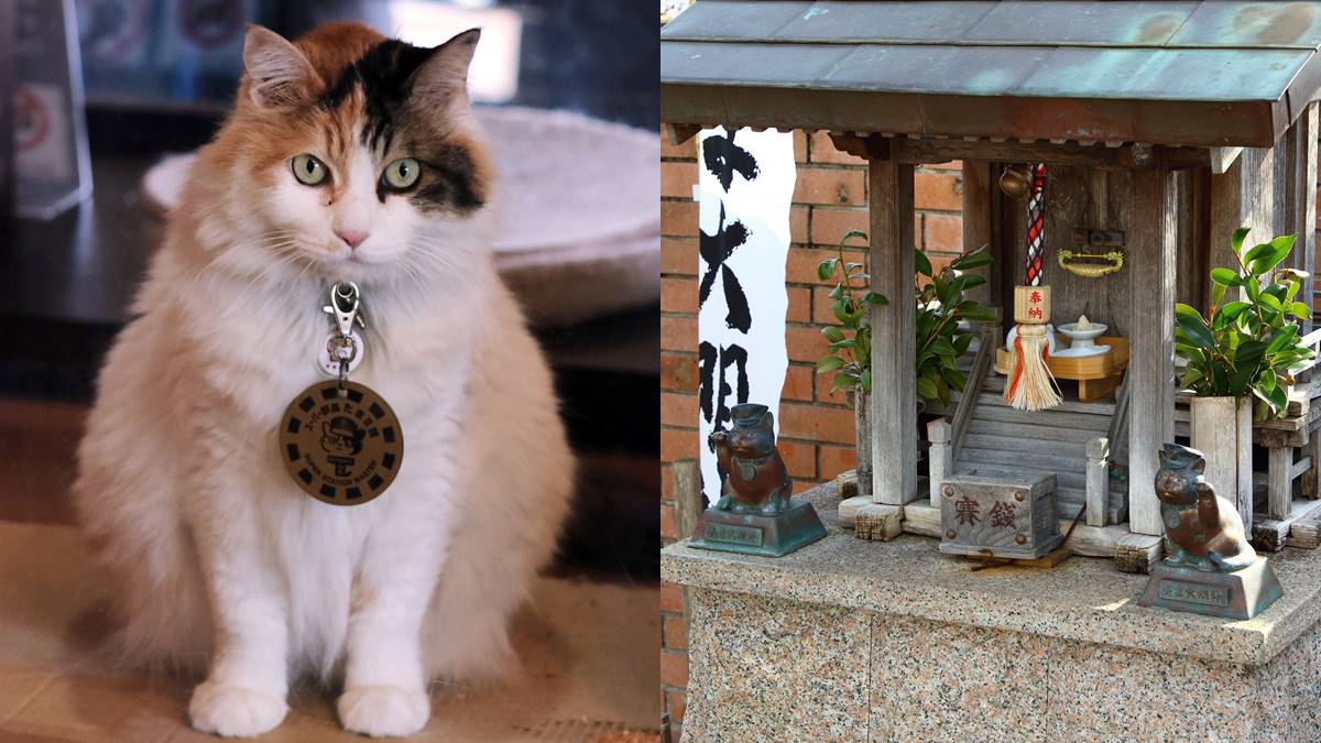 貓奴、狗奴們注意！日本最紅「小玉貓站長」大明神，超萌貓狗神社有拜有保佑