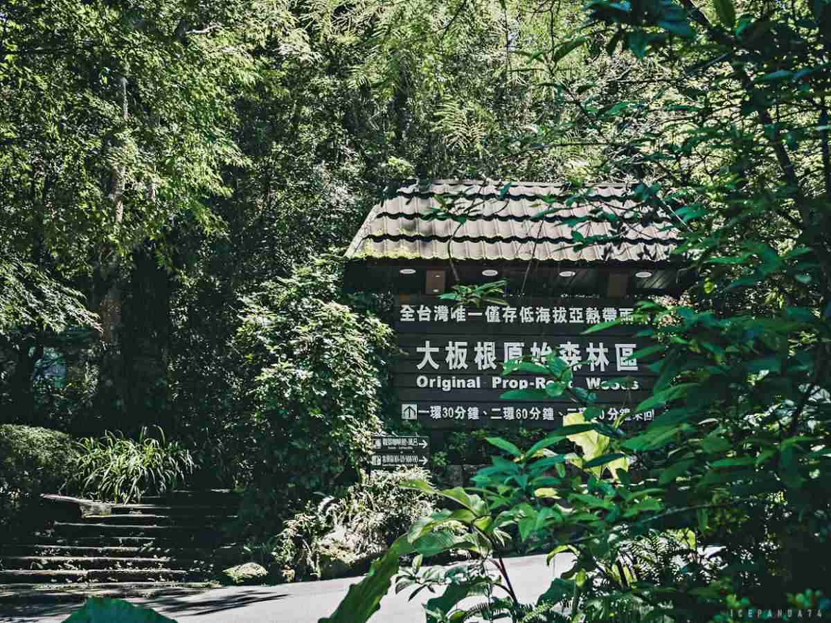 誤闖侏羅紀公園？全台唯一「恐龍森林步道」藏在這，百年巨藤、榕樹根太壯觀