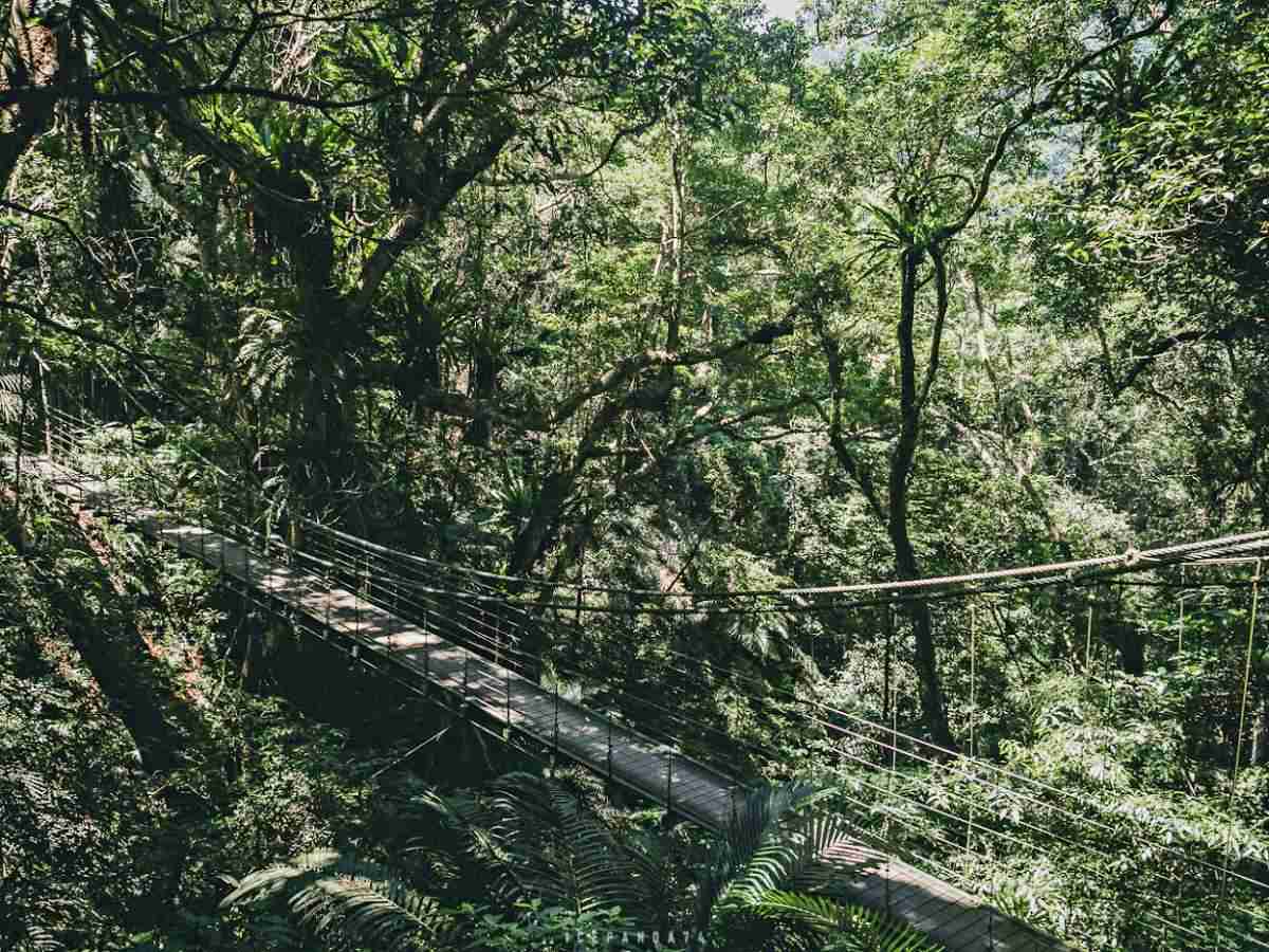 誤闖侏羅紀公園？全台唯一「恐龍森林步道」藏在這，百年巨藤、榕樹根太壯觀