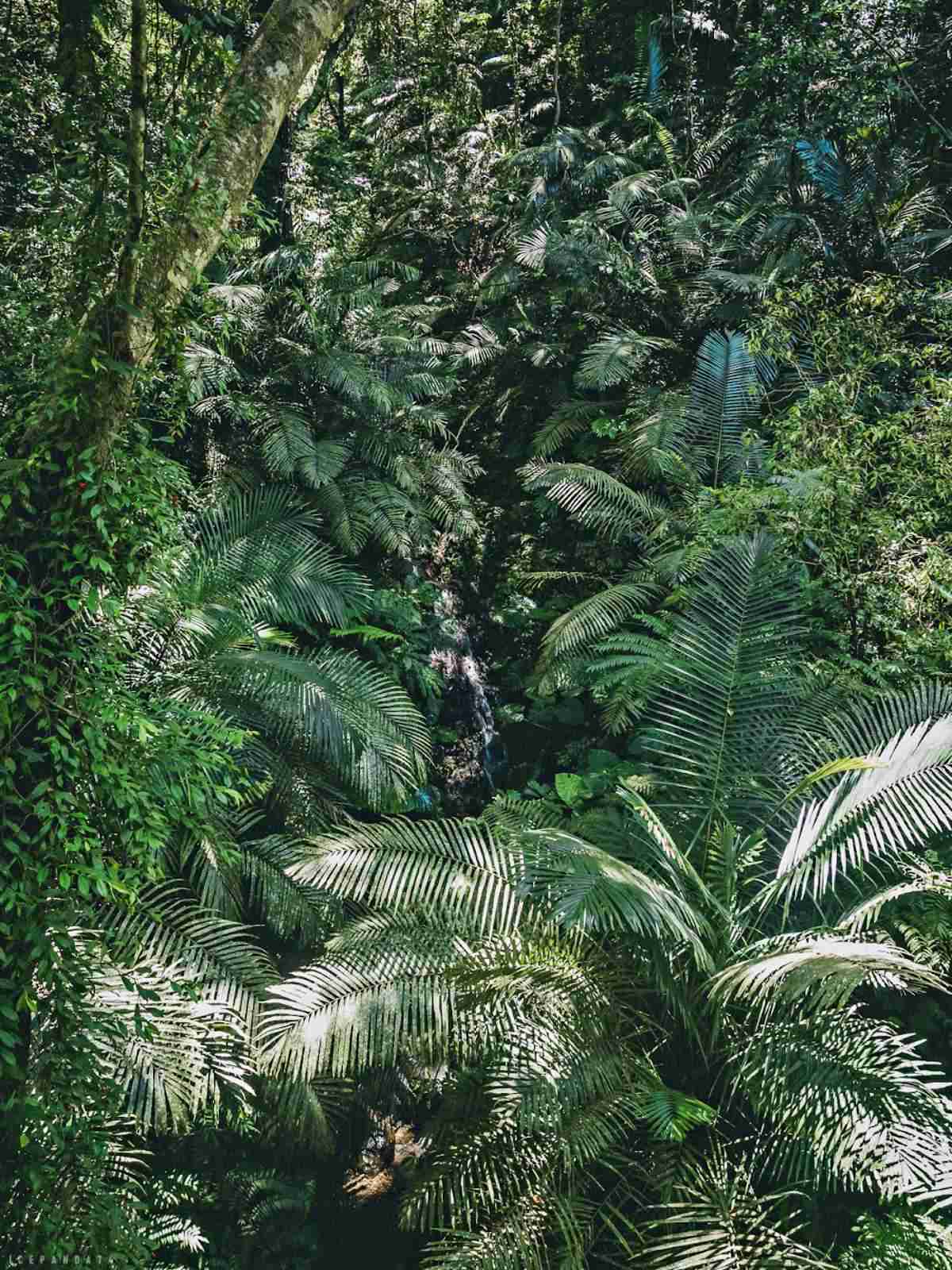 誤闖侏羅紀公園？全台唯一「恐龍森林步道」藏在這，百年巨藤、榕樹根太壯觀