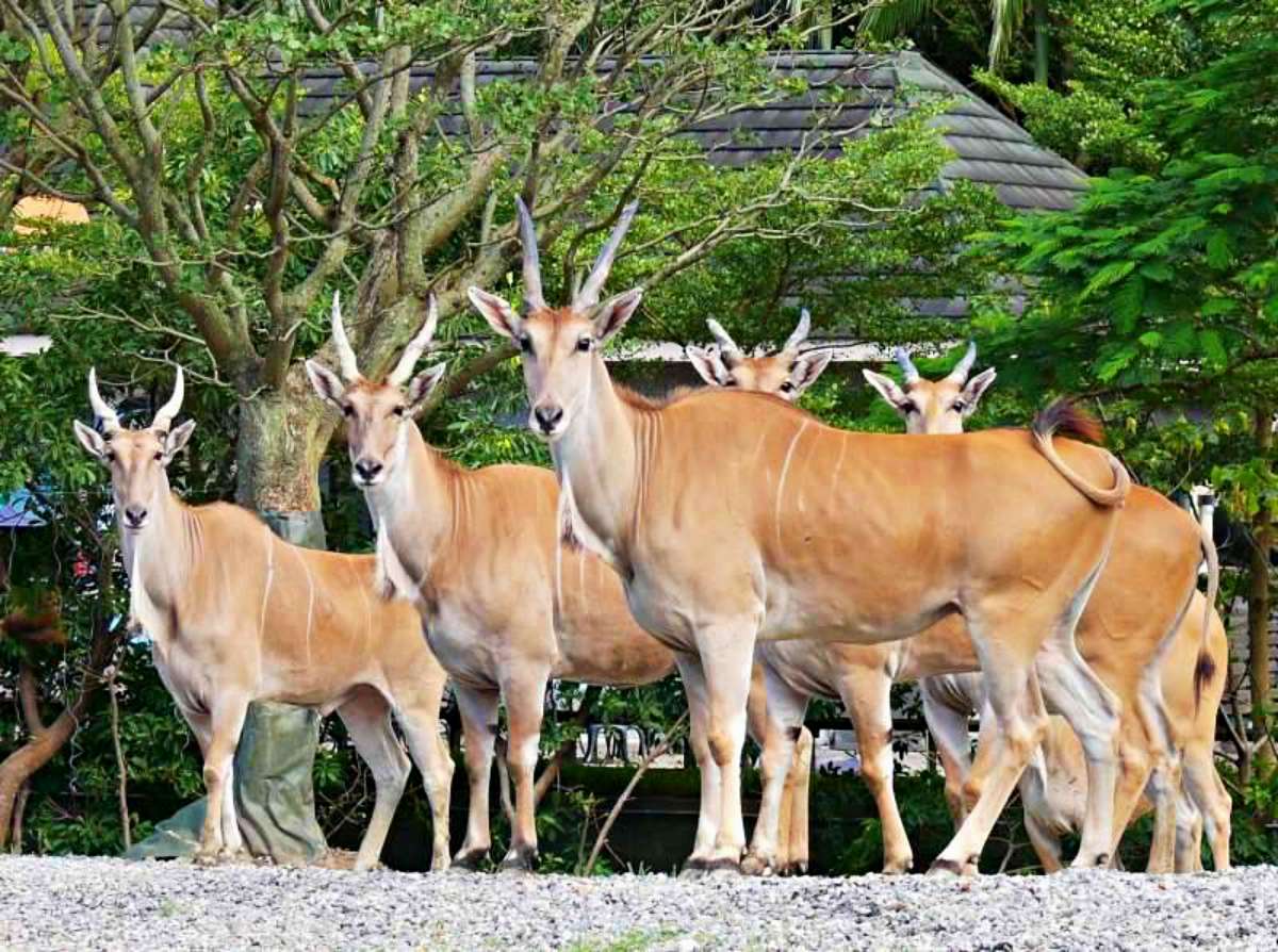 狂賀「麟洋配」二度摘金！兒童新樂園免費入場，與動物園「羚羊」合照拿好禮