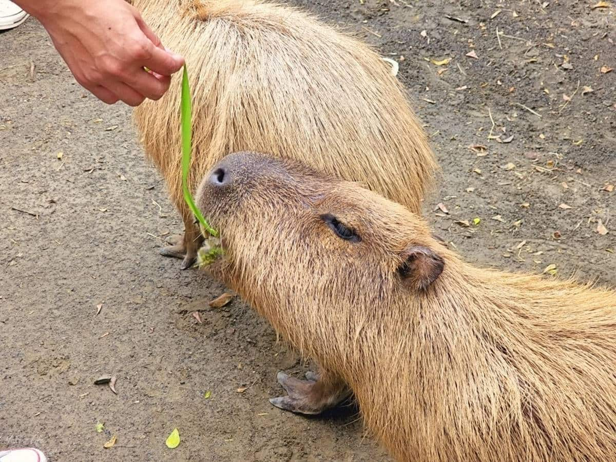 零距離餵萌水豚！台南「頑皮世界野生動物園」行程攻略：特色亮點、門票資訊