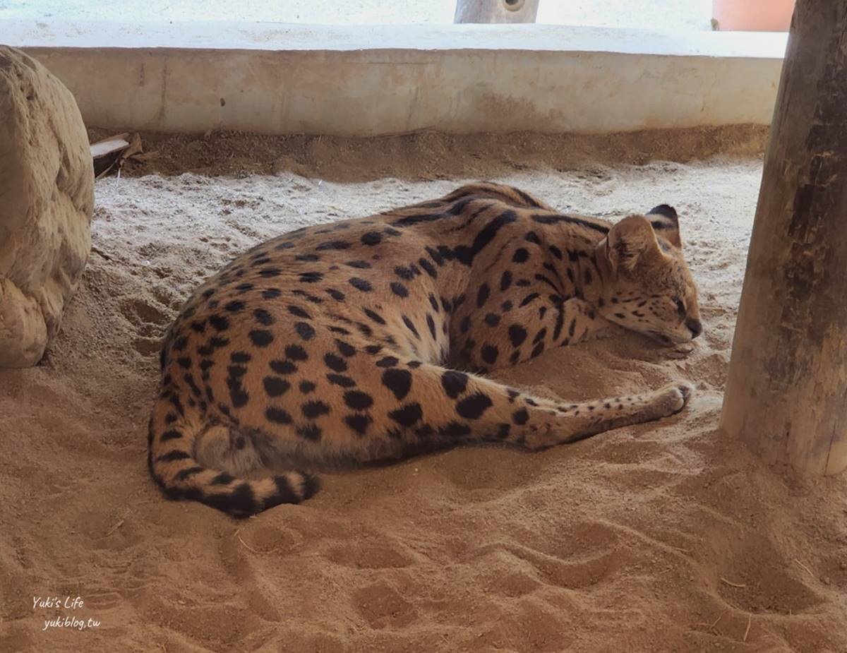 零距離餵萌水豚！台南「頑皮世界野生動物園」行程攻略：特色亮點、門票資訊