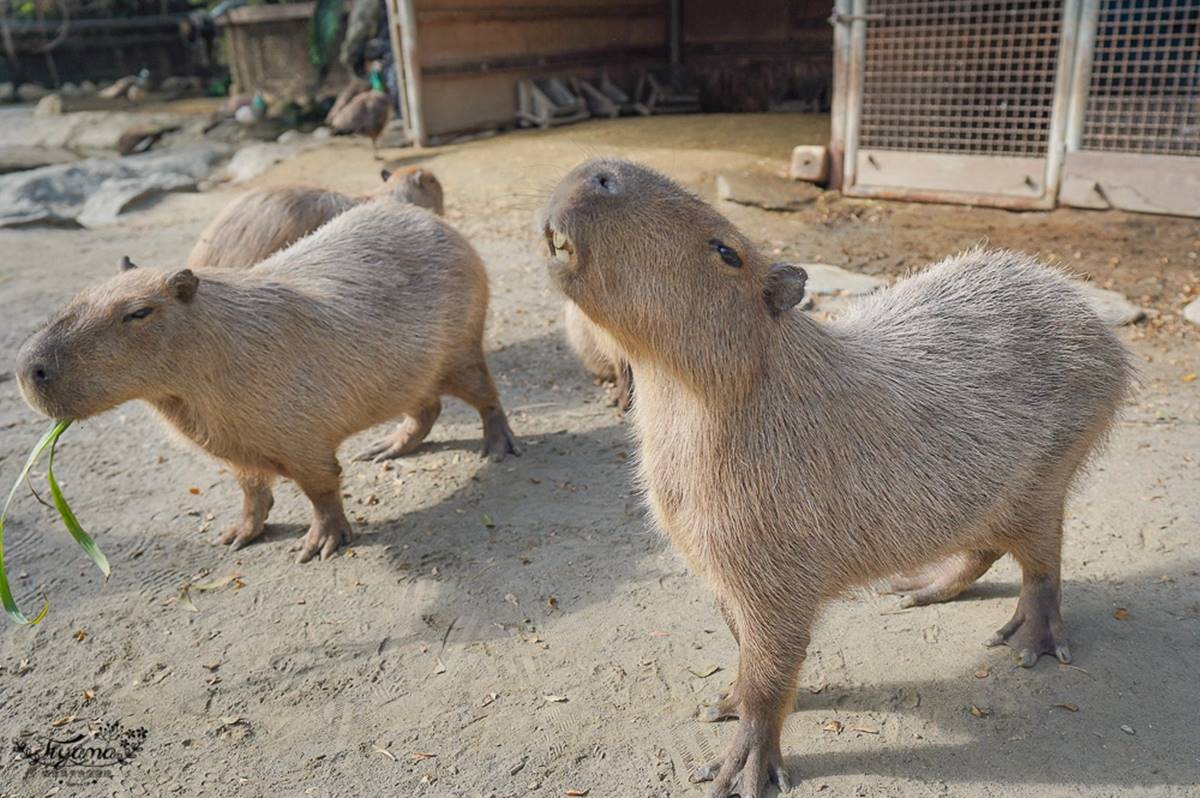 零距離餵萌水豚！台南「頑皮世界野生動物園」行程攻略：特色亮點、門票資訊