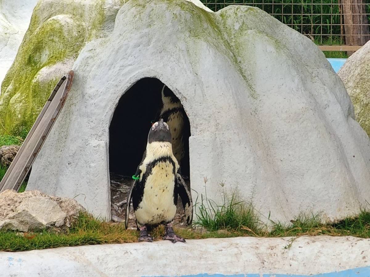 零距離餵萌水豚！台南「頑皮世界野生動物園」行程攻略：特色亮點、門票資訊