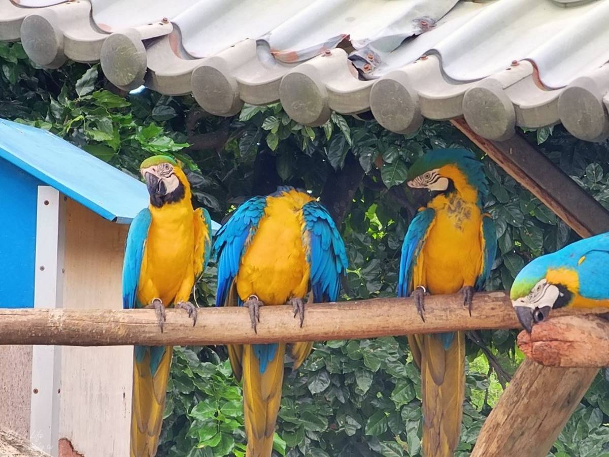 零距離餵萌水豚！台南「頑皮世界野生動物園」行程攻略：特色亮點、門票資訊