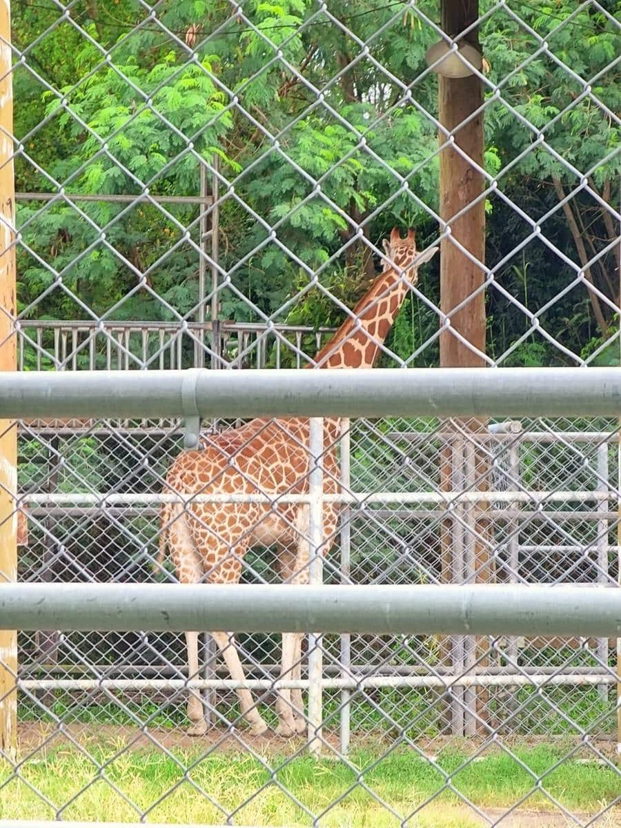 零距離餵萌水豚！台南「頑皮世界野生動物園」行程攻略：特色亮點、門票資訊