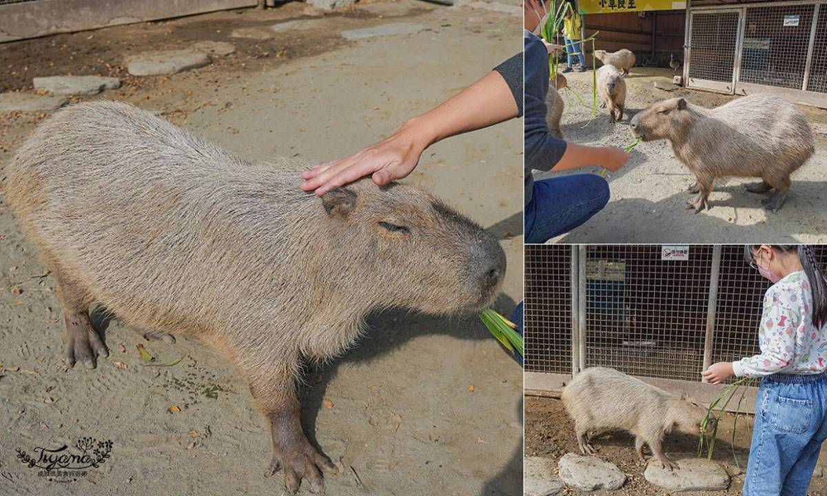 零距離餵萌水豚！台南「頑皮世界野生動物園」行程攻略：特色亮點、門票資訊