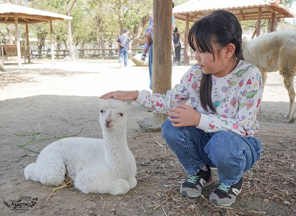 零距離餵萌水豚！台南「頑皮世界野生動物園」行程攻略：特色亮點、門票資訊