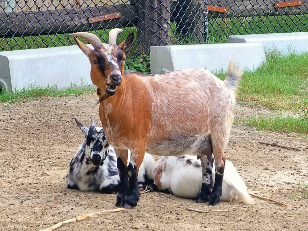 零距離餵萌水豚！台南「頑皮世界野生動物園」行程攻略：特色亮點、門票資訊