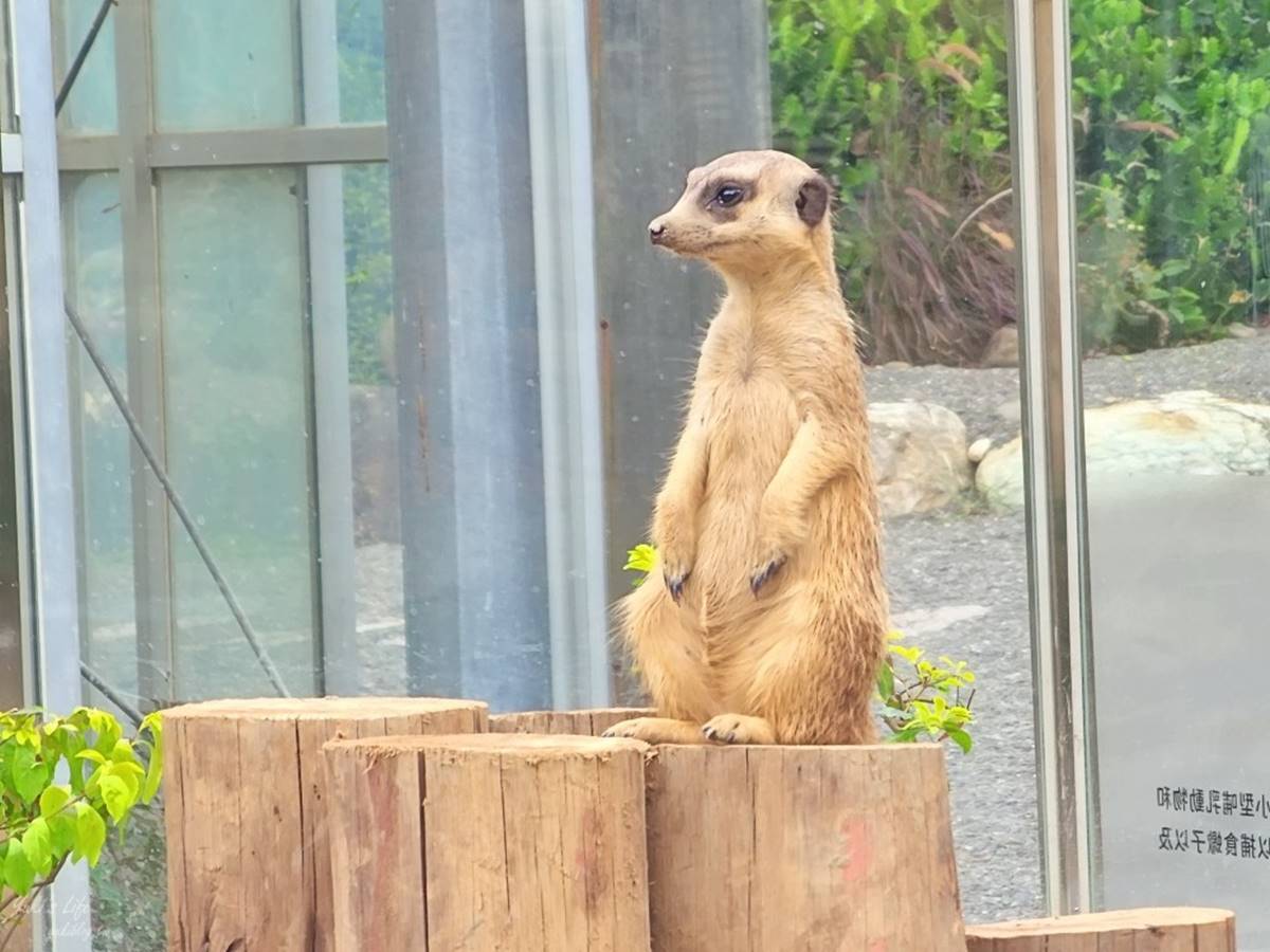 零距離餵萌水豚！台南「頑皮世界野生動物園」行程攻略：特色亮點、門票資訊