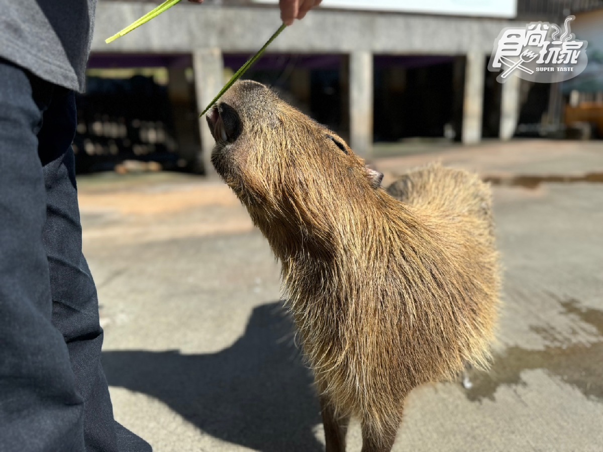 【獨家】送5000好康！全台最大「日式主題飯店」優惠，浴衣、忍者體驗還可餵水豚