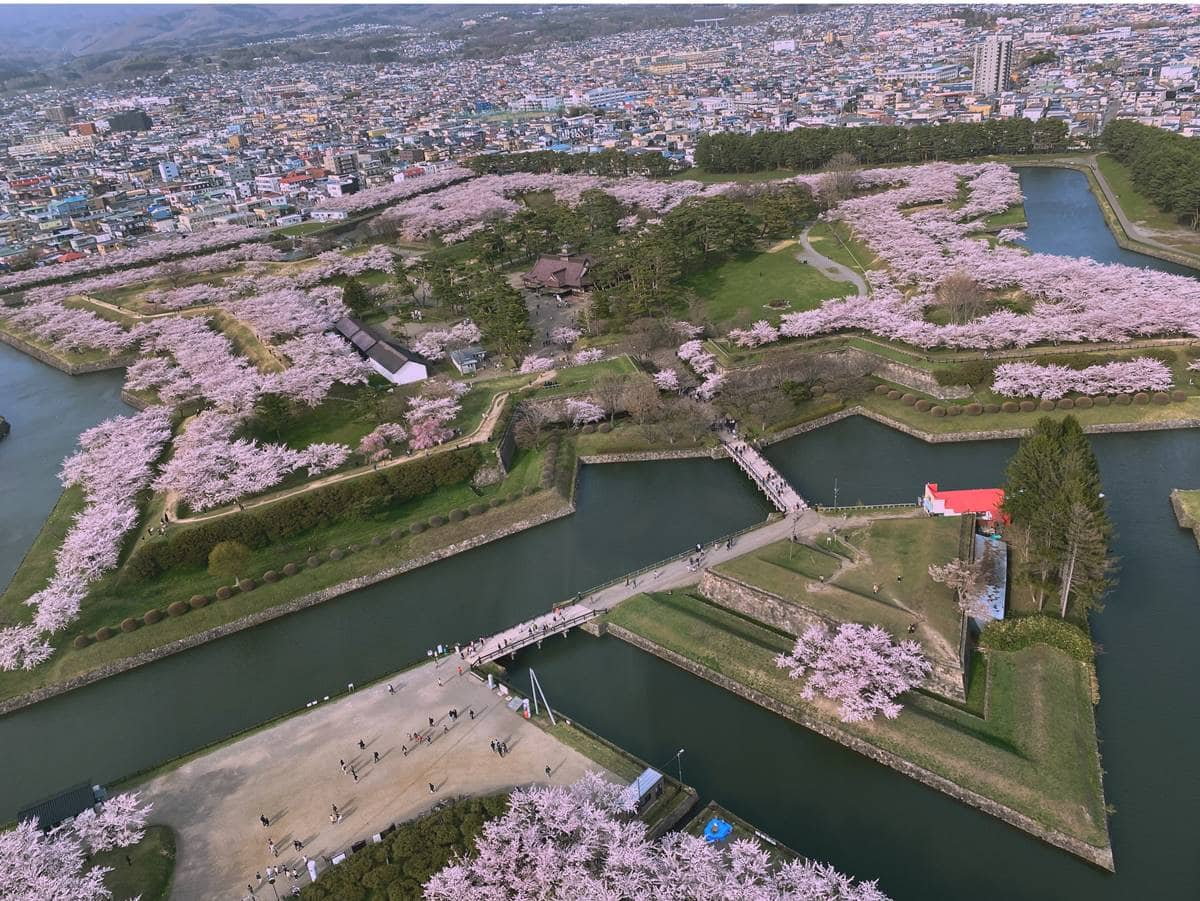 沒做「６件事」別說去過日本！旅日逾10次達人票選：最美賞楓地、這裡餵海鷗