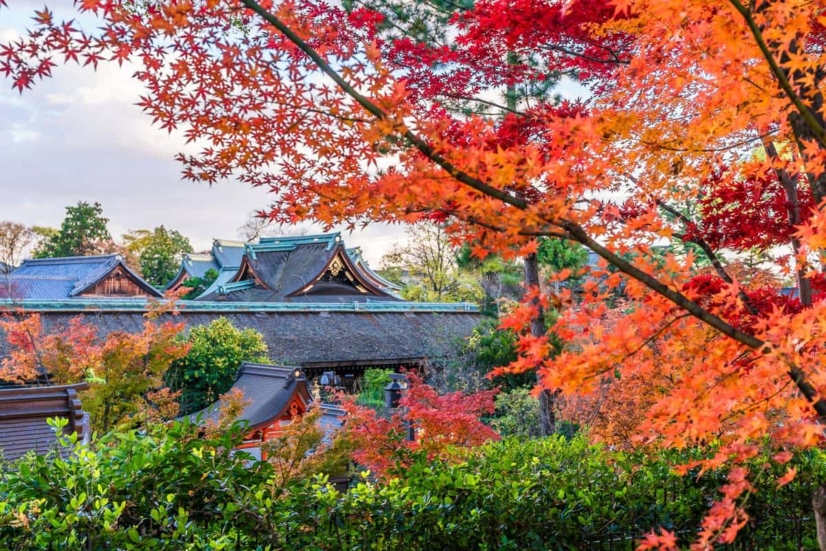 沒做「６件事」別說去過日本！旅日逾10次達人票選：最美賞楓地、這裡餵海鷗