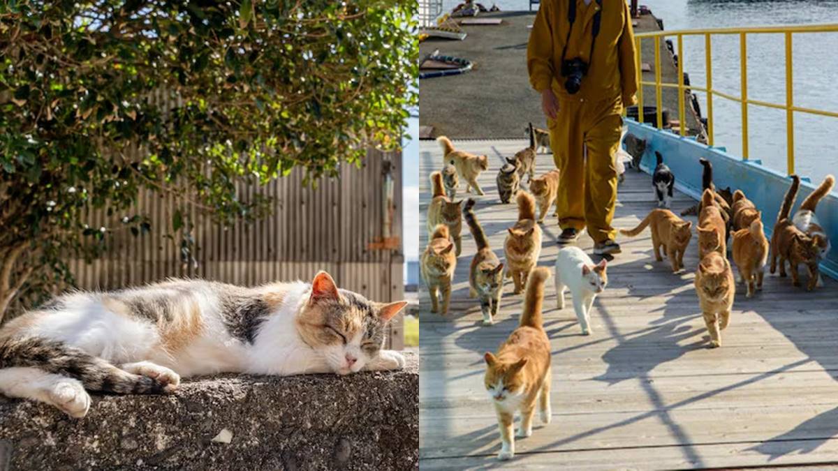 鏟屎官衝啊！日本５大超人氣「貓島」：拍貓貓擠擠取暖、元祖級貓島