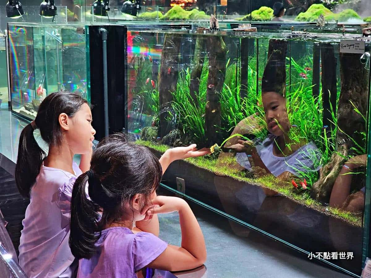 快來當小美人魚！超涼感「水族館餐廳」彷彿走進海底，繽紛魚群看了好療癒